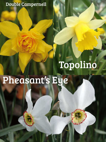 Duftende historische Narzissen-Zwiebeln im Online-Shop