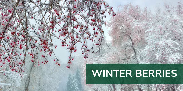 Zum Thema Der Duft des Winters