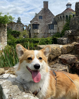 Corgi-Dame Betty entdeckt England